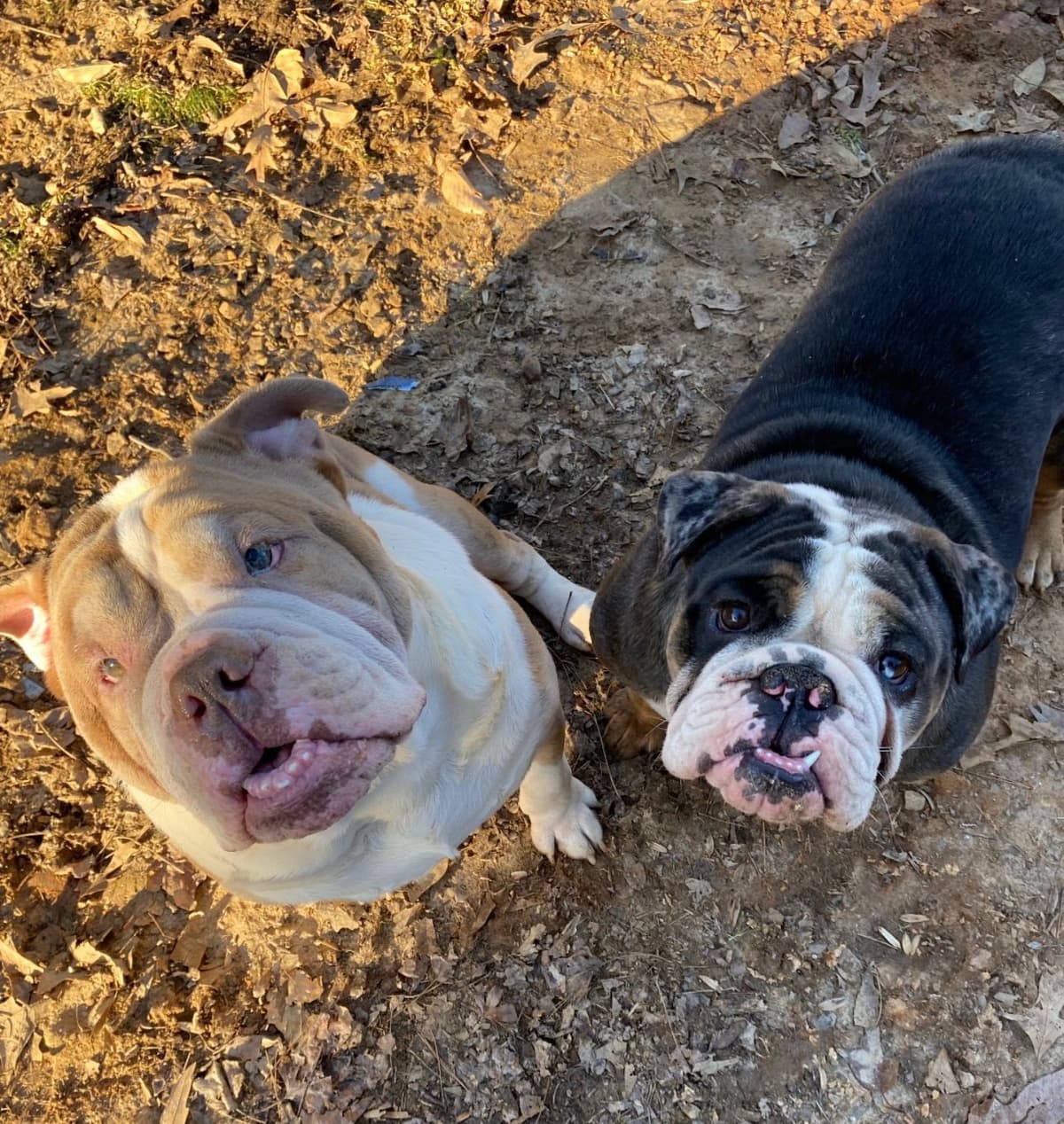 Bulldog Puppies breeder image 22