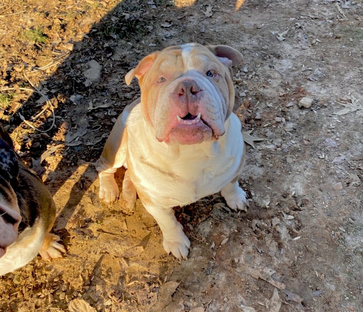 Bulldog Puppies breeder image 23