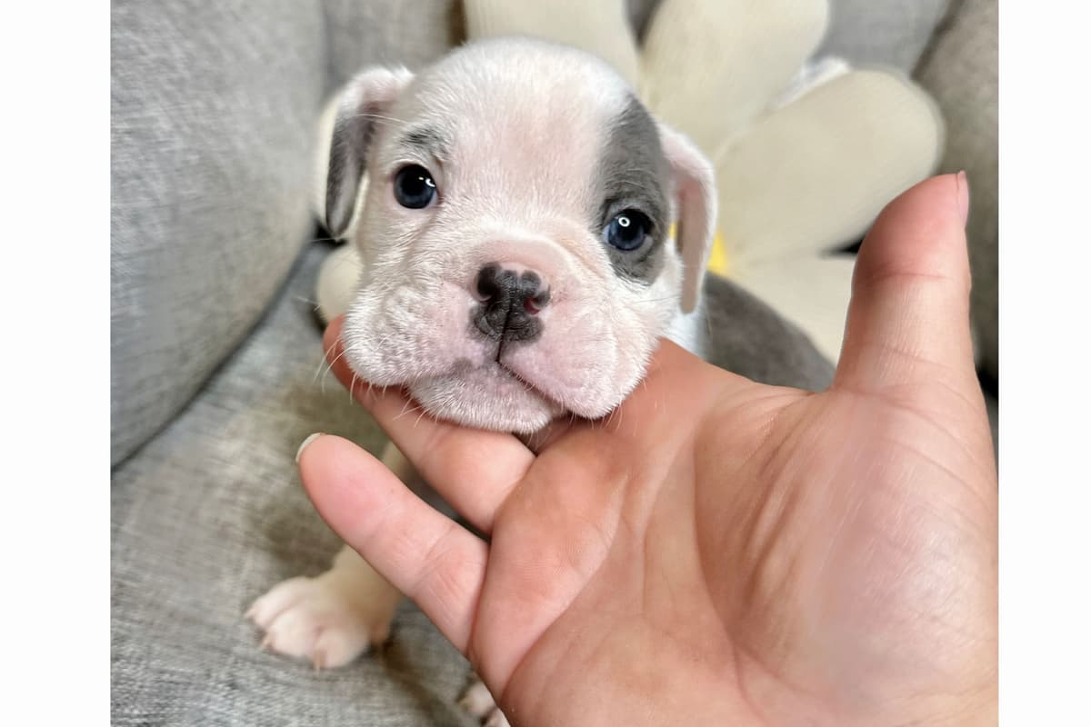 Bulldog Puppies breeder image 24