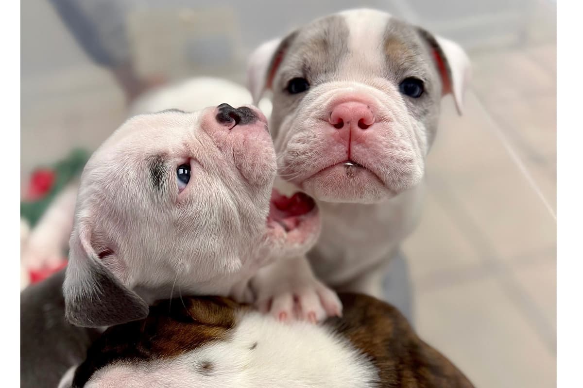 Bulldog Puppies breeder image 25