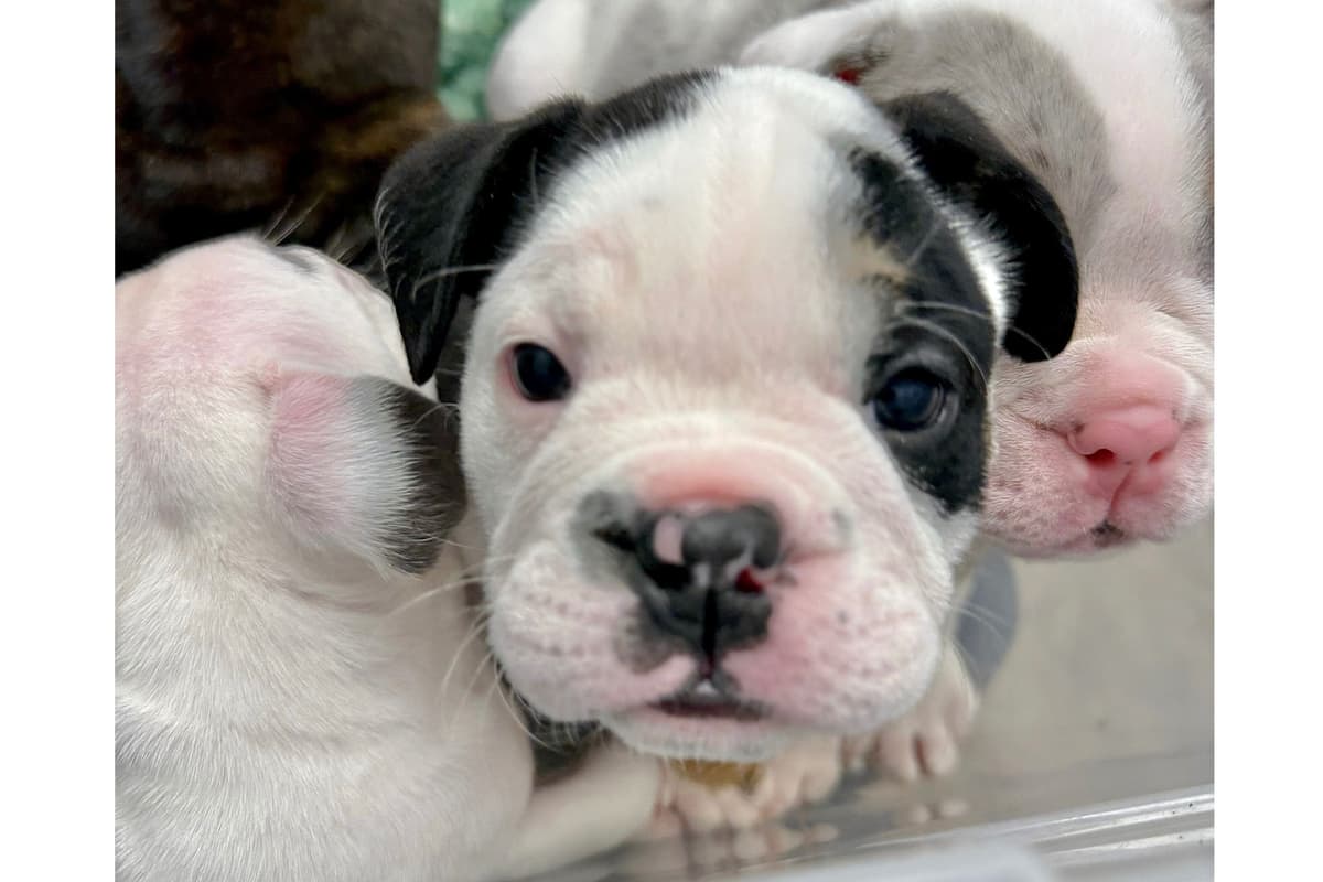 Bulldog Puppies breeder image 26