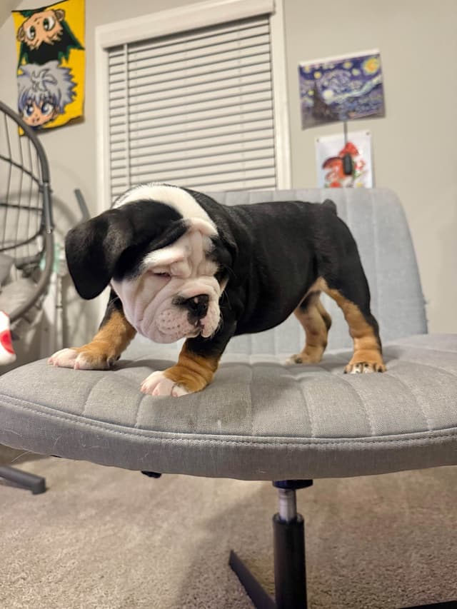 Bulldog Puppies media 2