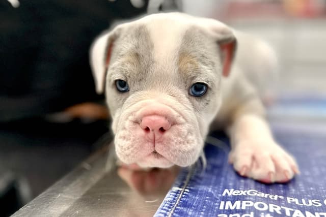 Bulldog Puppies media 3