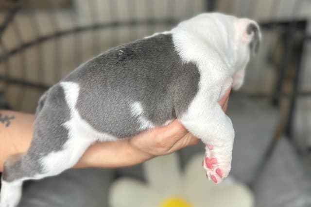Bulldog Puppies media 5
