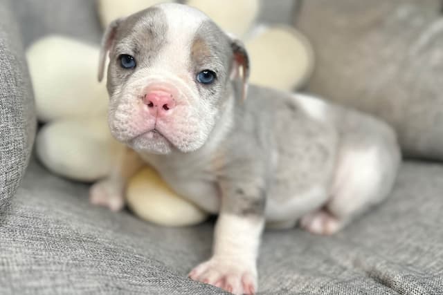 Bulldog Puppies media 6