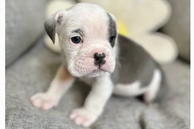 Bulldog Puppies media 7