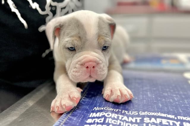Bulldog Puppies media 8
