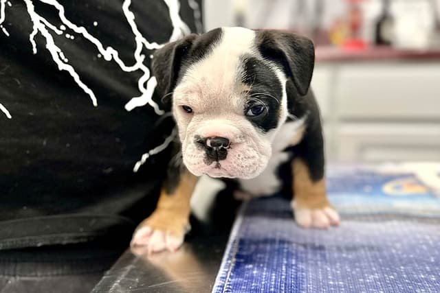 Bulldog Puppies media 9