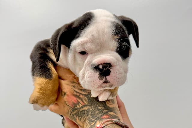 Bulldog Puppies media 10