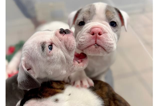 Bulldog Puppies media 12