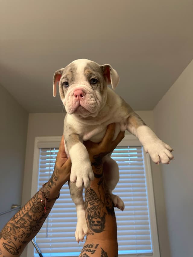Bulldog Puppies media 14