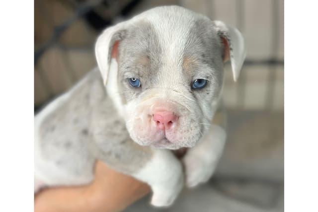 Bulldog Puppies media 15