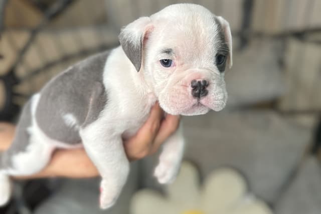 Bulldog Puppies media 16