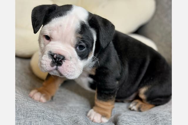 Bulldog Puppies media 17