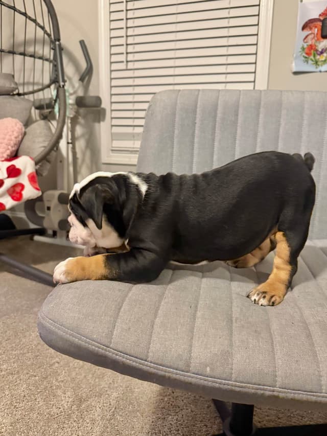 Bulldog Puppies media 18