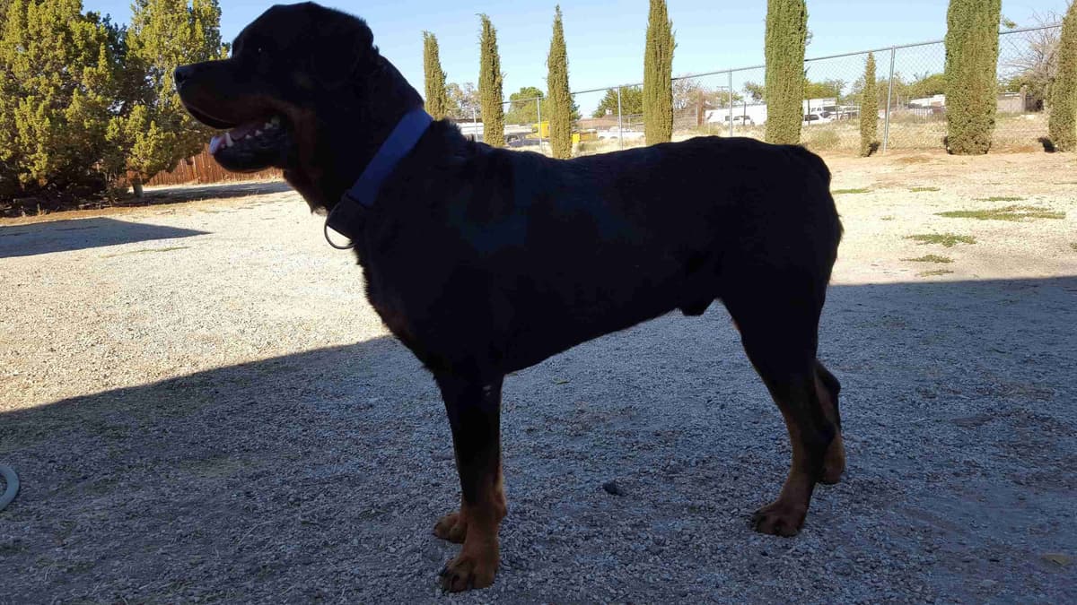 No puppies available atm breeder image 1