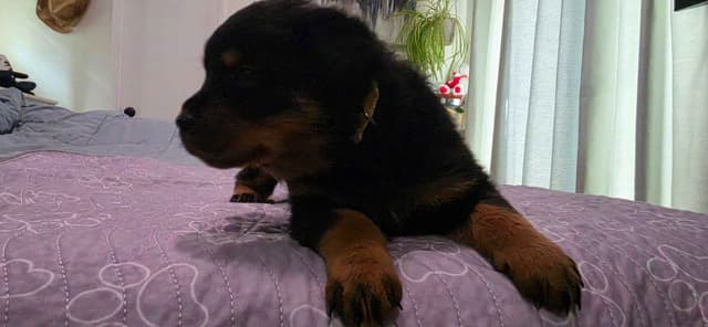 No puppies available atm media 12