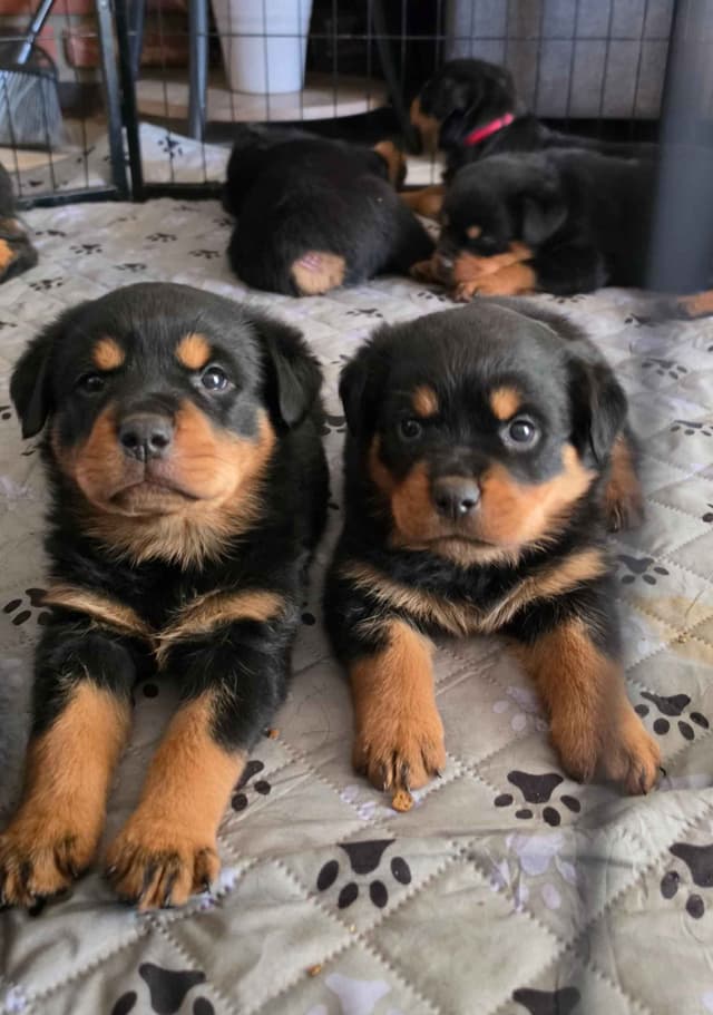 No puppies available atm media 2