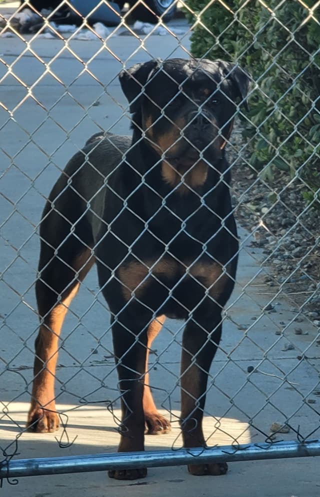 No puppies available atm media 14