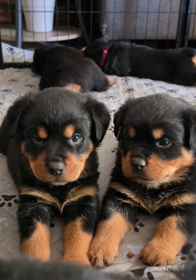 No puppies available atm media 15