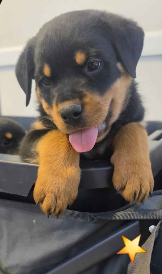 No puppies available atm media 18