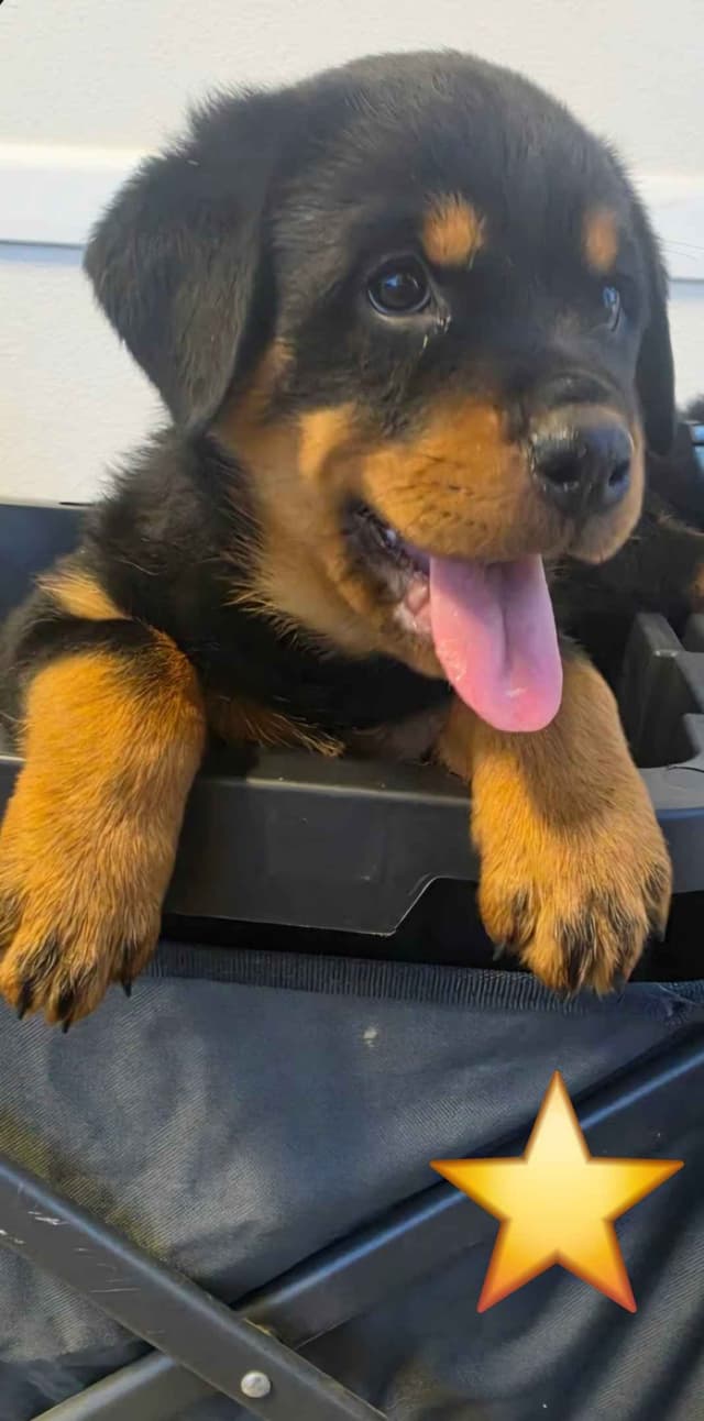 No puppies available atm media 20