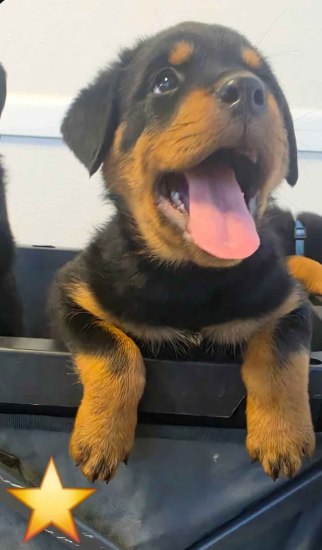 No puppies available atm media 19