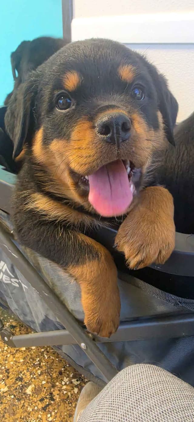 No puppies available atm media 21