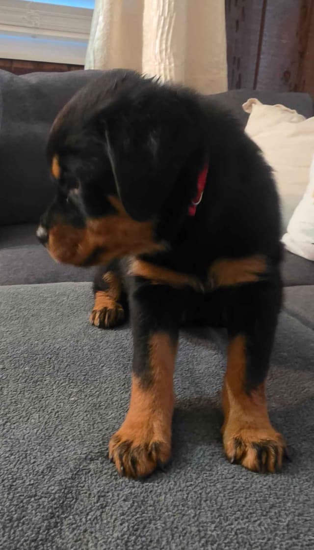 No puppies available atm media 23