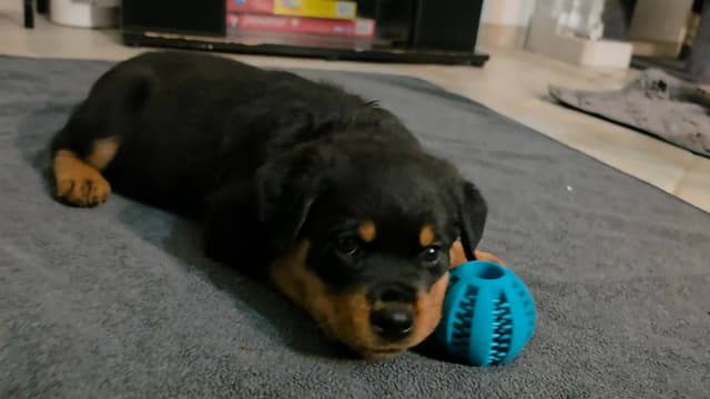 No puppies available atm media 25