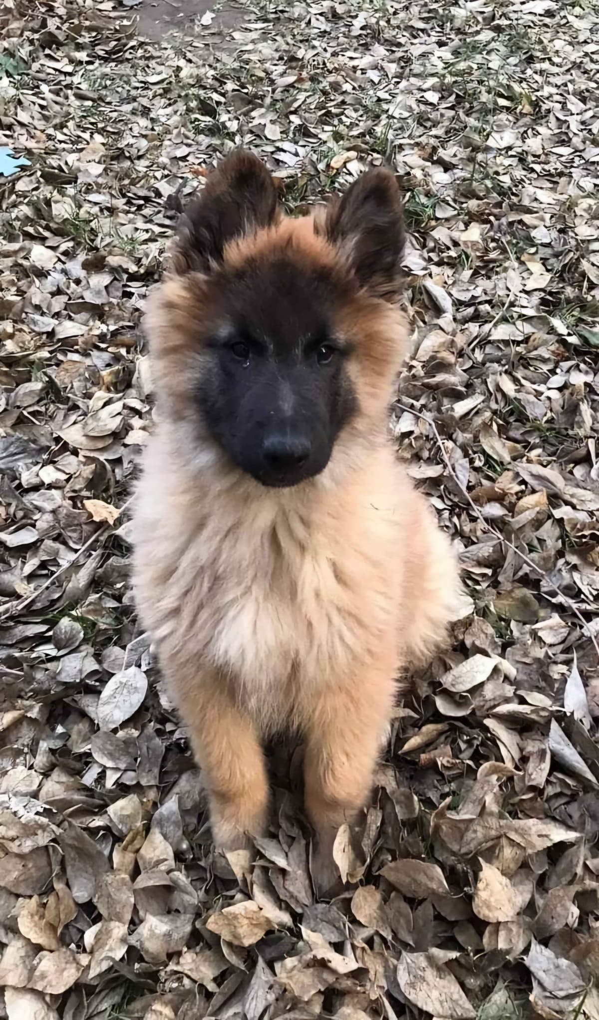 Belgian Tervuren Puppies breeder image 1