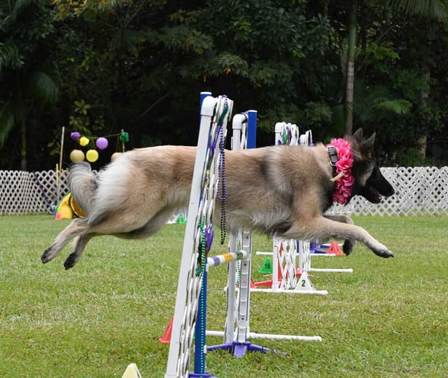Belgian Tervuren Puppies media 2