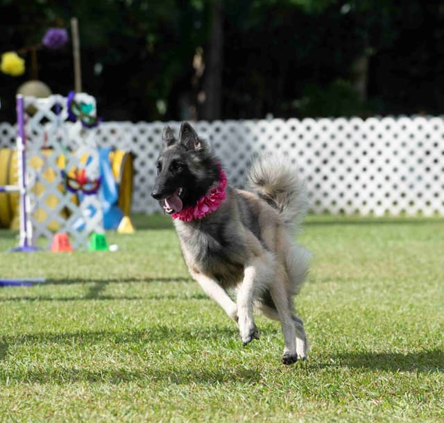 Belgian Tervuren Puppies media 3