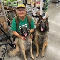 Belgian Tervuren Puppies media 4