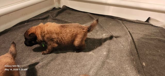 Belgian Tervuren Puppies media 7