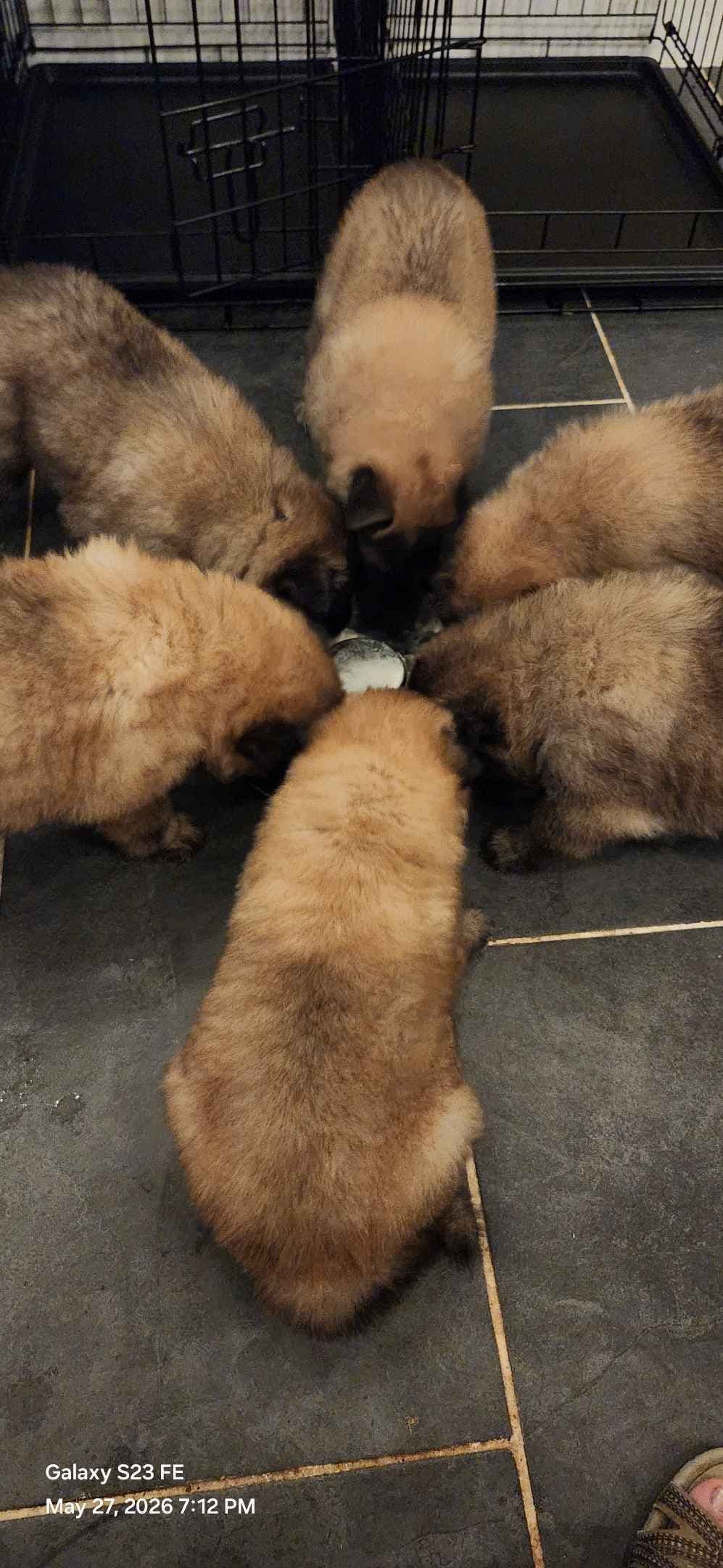 Belgian Tervuren Puppies breeder image 2