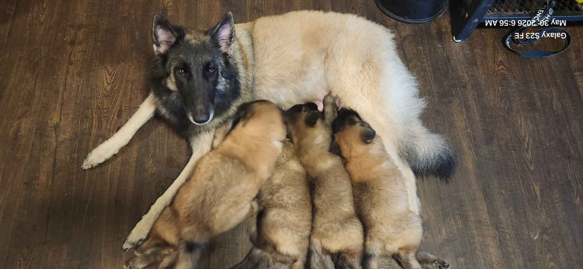 Belgian Tervuren Puppies breeder image 5