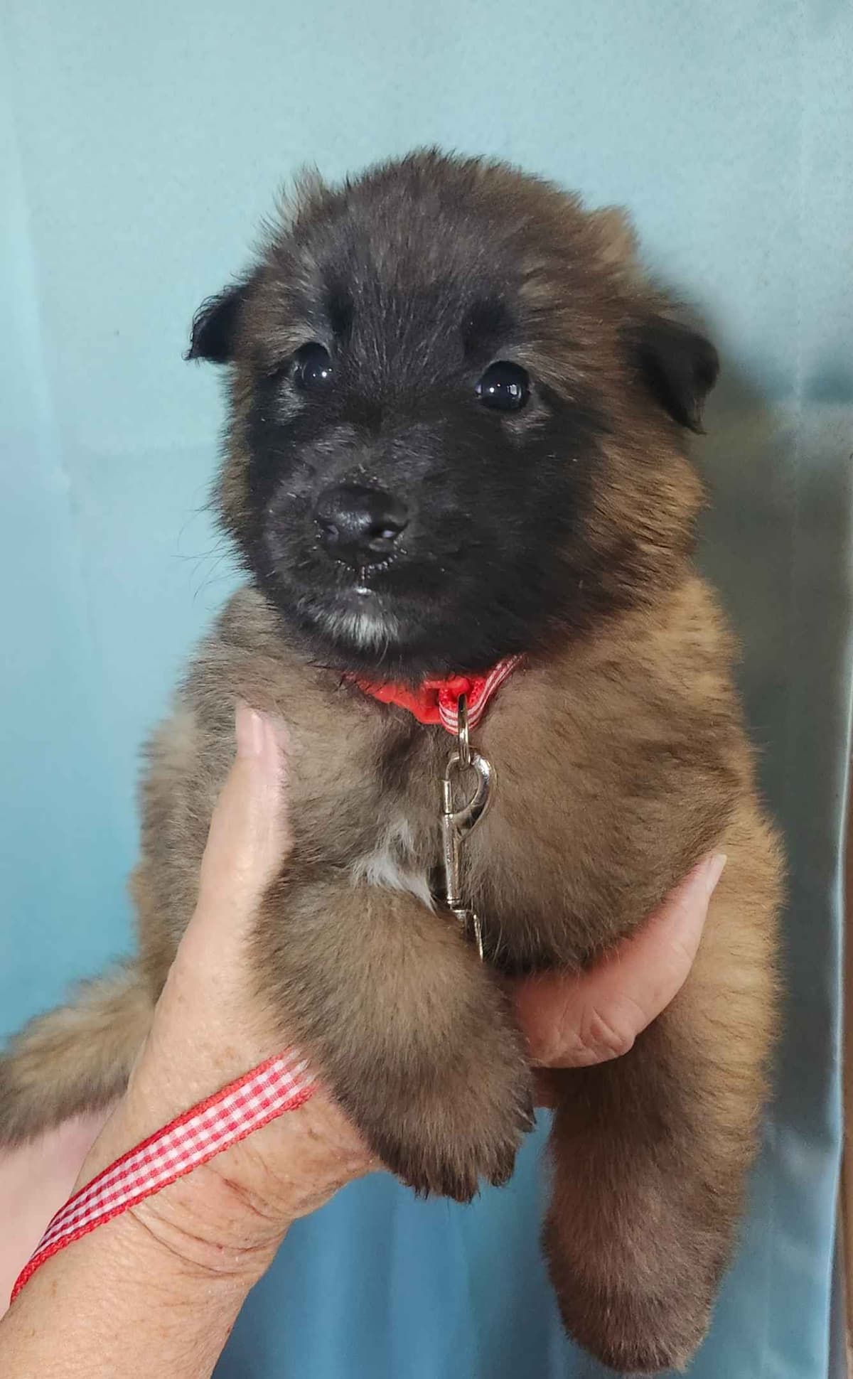 Belgian Tervuren Puppies breeder image 6