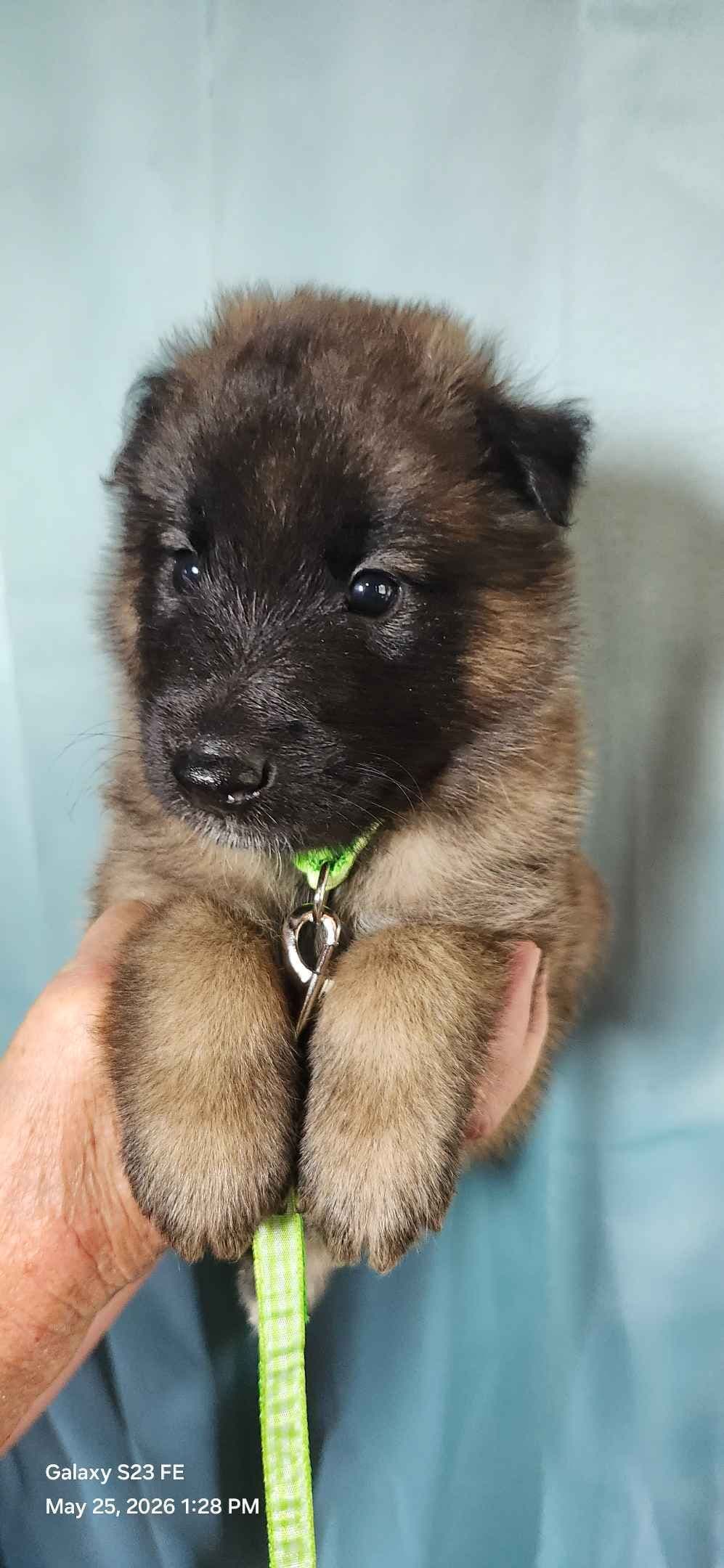 Belgian Tervuren Puppies breeder image 7
