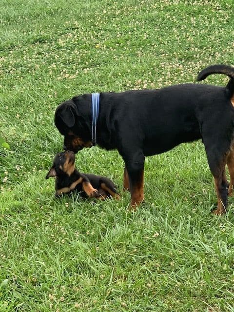 Rottweiler Puppies breeder image 4