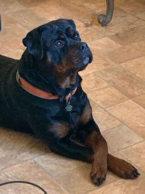 Rottweiler Puppies breeder image 8