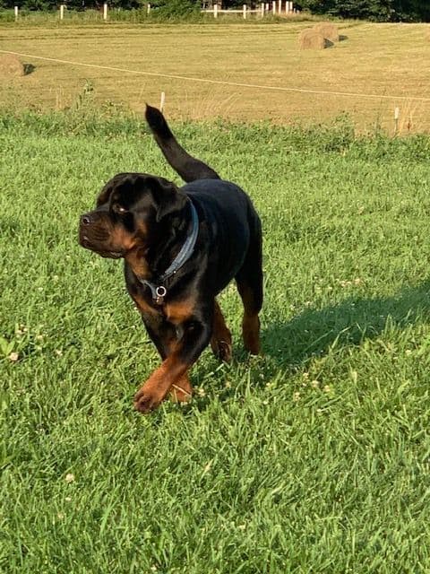 Rottweiler Puppies breeder image 5