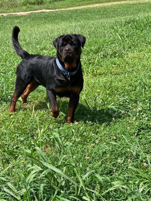 Rottweiler Puppies breeder image 1