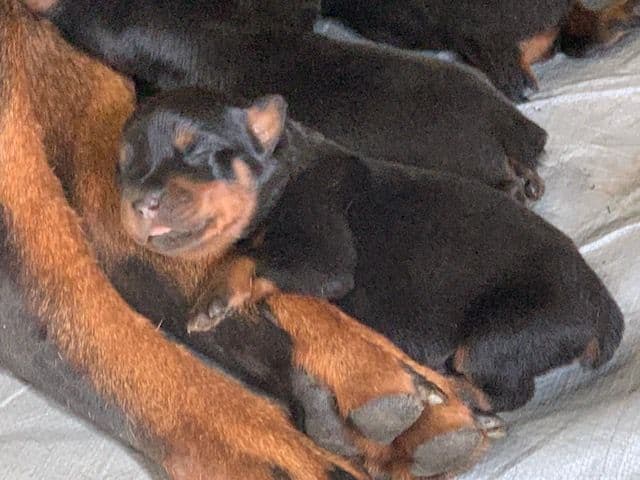 Rottweiler Puppies media 2