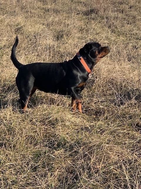 Rottweiler Puppies media 3