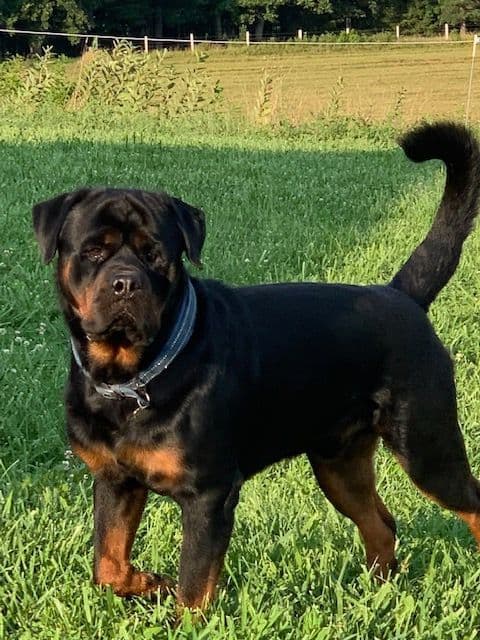 Rottweiler Puppies media 4