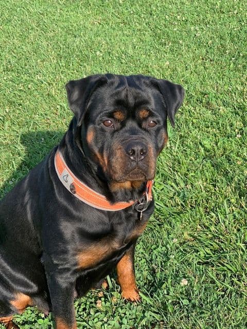 Rottweiler Puppies media 6