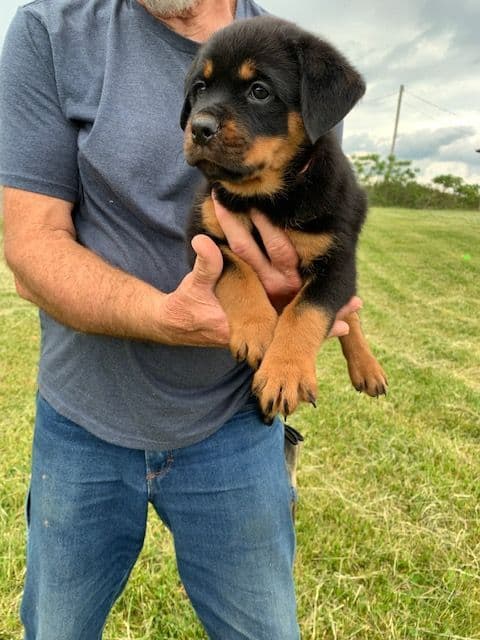 Rottweiler Puppies media 7