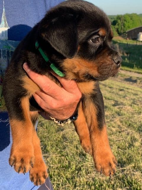 Rottweiler Puppies media 8