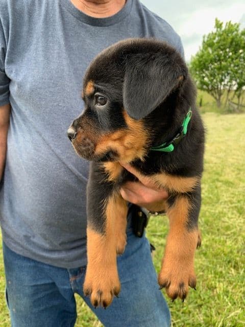 Rottweiler Puppies media 9